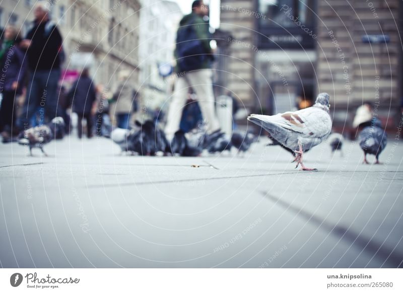 guruguruguru Human being Group Vienna Town House (Residential Structure) Places Marketplace Wild animal Bird Pigeon Group of animals Walking St Stephen's Square