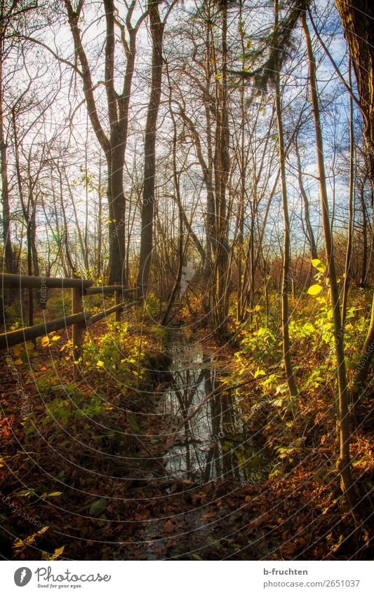 autumn mood Relaxation Calm Hiking Autumn Beautiful weather Tree Leaf Park Forest Discover Natural Brown Gold Orange Esthetic Contentment End Freedom