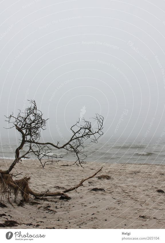 untouched nature... Environment Nature Landscape Plant Sand Water Weather Fog Tree Waves Coast Beach Baltic Sea Darss Western Beach Lie To dry up Authentic