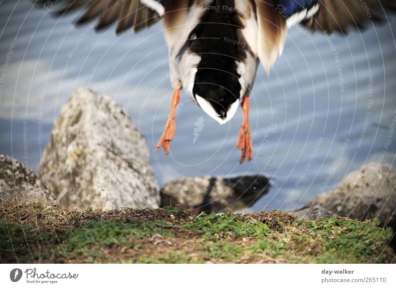 too late ... Animal Wild animal Speed Blue Multicoloured Gray Green Drake Lakeside Grass Stone Drops of water Waves Feather Wing Colour photo Exterior shot Day