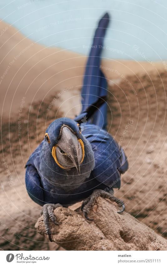 Anodorhynchus hyacinthinus Sand Animal Bird 1 Sit Beautiful Blue Brown Hyacinth Macaw Allocate Curiosity Parrots Colour photo Exterior shot Close-up