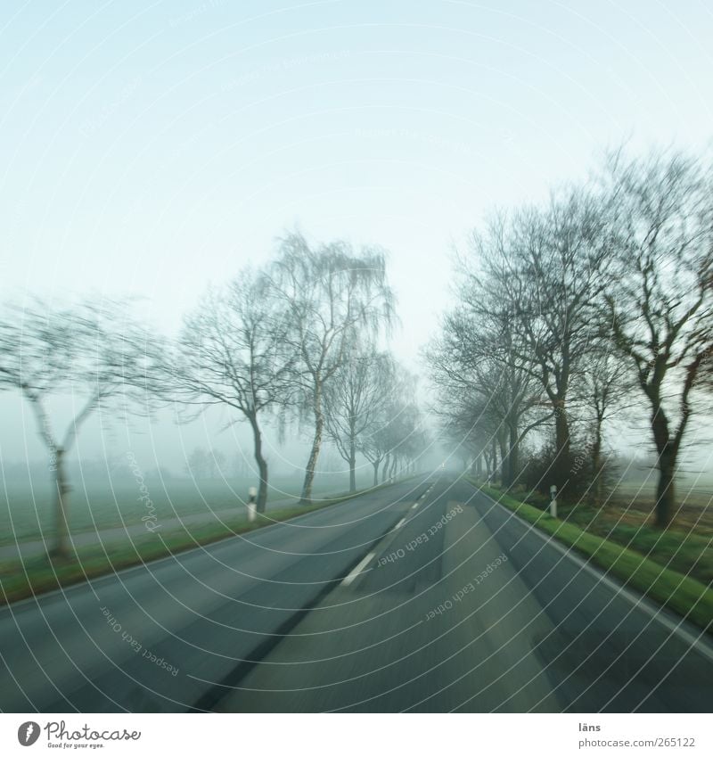 gas Bad weather Fog Tree Motoring Street Gray Asphalt Avenue Lane markings Colour photo Exterior shot Deserted Day Motion blur