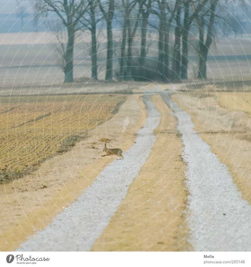 Run! Environment Nature Landscape Spring Tree Field Lanes & trails Animal Wild animal Hare & Rabbit & Bunny 1 Walking Free Small Natural Gloomy Brown Yellow