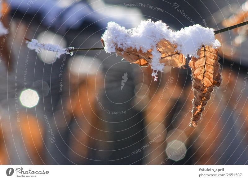 Snowy Bunting Winter Nature Landscape Leaf Cold Brown White Anticipation Transience Change Landscape format Twig Colour photo Exterior shot Copy Space bottom