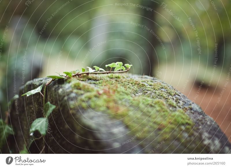 climber Environment Nature Plant Moss Ivy Leaf Garden Park Cemetery Stone Growth Calm Stagnating Tombstone Colour photo Subdued colour Exterior shot Close-up