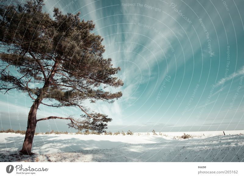 jaw Winter vacation Environment Nature Landscape Elements Air Sky Clouds Horizon Beautiful weather Snow Tree Coast Beach Baltic Sea Esthetic Fantastic Bright