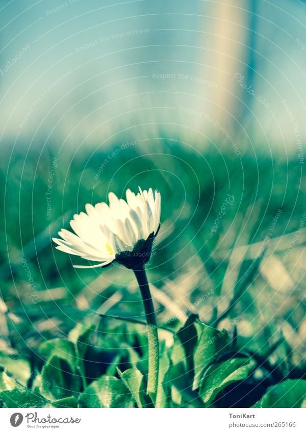 Flower in Green Plant Spring Blossom Wild plant Meadow Spring fever Idyll Calm Colour photo Exterior shot Deserted Day Light Blur Long shot