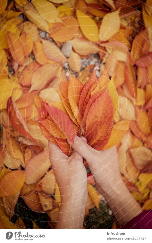 Coloured leaves Leisure and hobbies Hiking Hand Fingers Autumn Leaf Garden Park Forest Select Observe Relaxation To hold on Friendliness Happiness Gold Orange