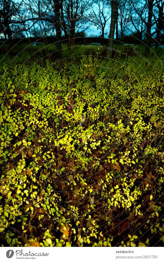 Parking place Priesterweg Leaf Multicoloured Green Autumn leaves Forest October November Bushes Nature Deserted Copy Space Structures and shapes Undergrowth