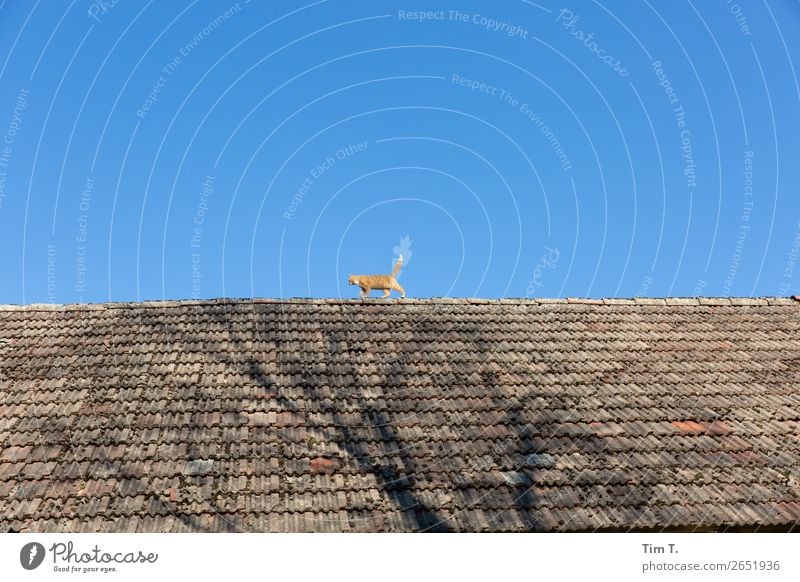 Cat on the roof Village Deserted House (Residential Structure) Manmade structures Building Roof Animal Wild animal 1 Baby animal Adventure Idyll Trust