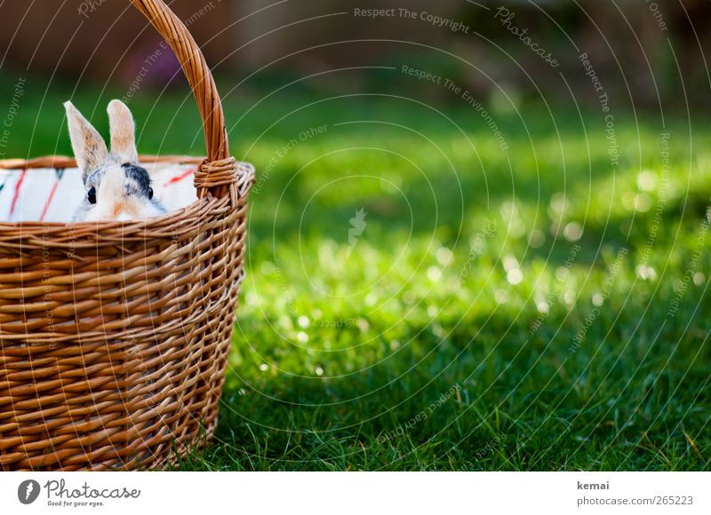 Easter shopping basket Environment Nature Plant Sun Sunlight Spring Beautiful weather Grass Foliage plant Garden Animal Pet Animal face Hare & Rabbit & Bunny