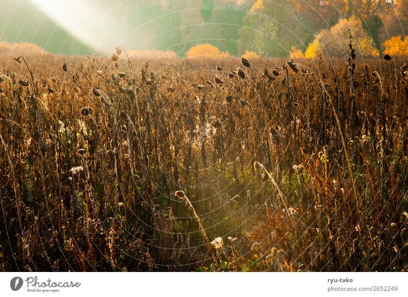 Between summer and autumn II Nature Landscape Plant Sunlight Summer Autumn Beautiful weather Warmth Agricultural crop Sunflower Sunflower field Field Dry Wild