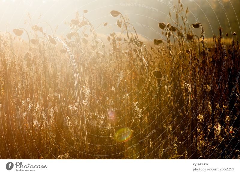 Between summer and autumn Nature Plant Summer Autumn Beautiful weather Sunflower field Field Authentic Dry Warmth Wild Contentment Serene Calm Exchange