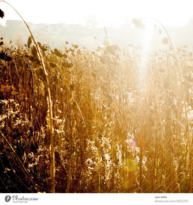 Between summer and autumn III Nature Plant Summer Autumn Agricultural crop Sunflower Sunflower field Field Esthetic Dry Warmth Contentment Serene Patient Calm