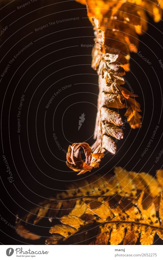 Farnkringel in autumn Autumn Plant Fern Spiral Rotate To dry up Dark Elegant Natural Brown Colour photo Multicoloured Exterior shot Close-up Experimental