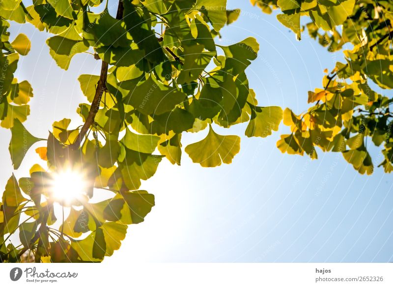 Ginkgo, Chinese medicine tree against the light Nature Plant Tree Yellow Green Ginko gingko leaves Back-light Sun rays Autumn Close-up medicinal plant Asian