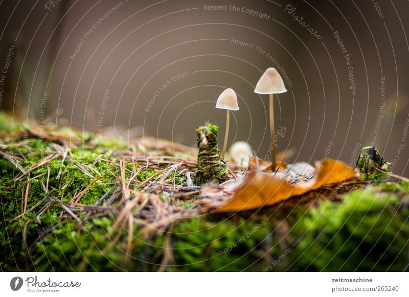 friends Plant Moss Forest Blossoming Growth Brown Green Friendship Endurance Colour photo Macro (Extreme close-up) Evening Deep depth of field