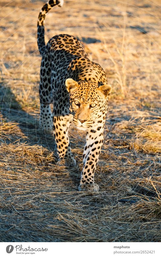 Leopard #12 Tourism Safari Nature Animal Wild animal Observe Walking Dangerous Africa Panther Namibia Big cat eye contact Cat lurked leopard skin portrait