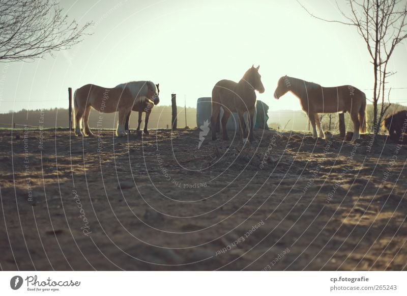 backstroke Horse Sun Sunrise Back-light Group of animals Fence Tree Spring Winter