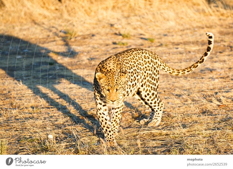 Leopard #9 Tourism Safari Nature Animal Wild animal Observe Walking Dangerous Africa Panther Namibia Big cat eye contact Cat lurked leopard skin portrait