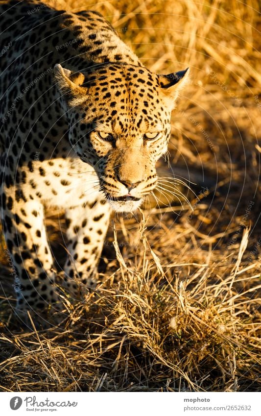 Leopard #4 Tourism Safari Nature Animal Wild animal Observe Sit Dangerous Africa Panther Namibia Big cat eye contact Cat lurked leopard skin portrait