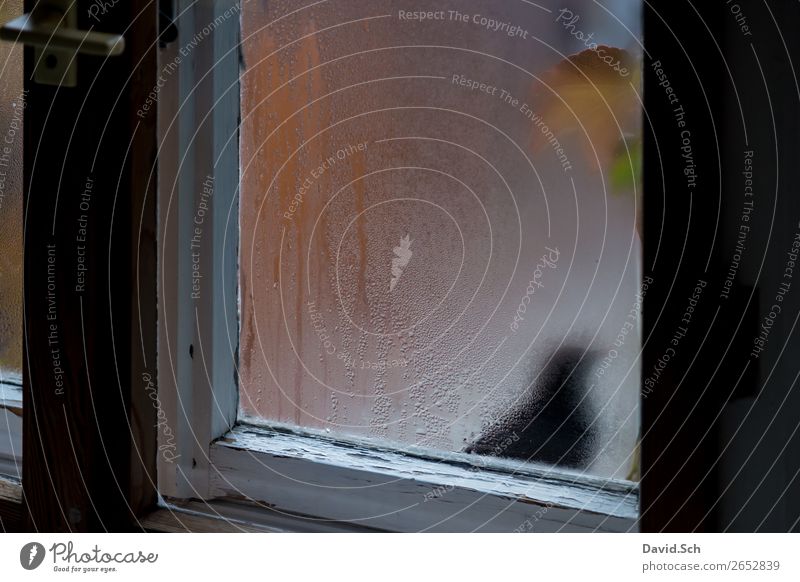 Blackbird in front of steamed windows Window Autumn Bad weather Animal Wild animal Bird 1 Observe Stand Old Authentic Brown Green Orange White Moody Calm Nature