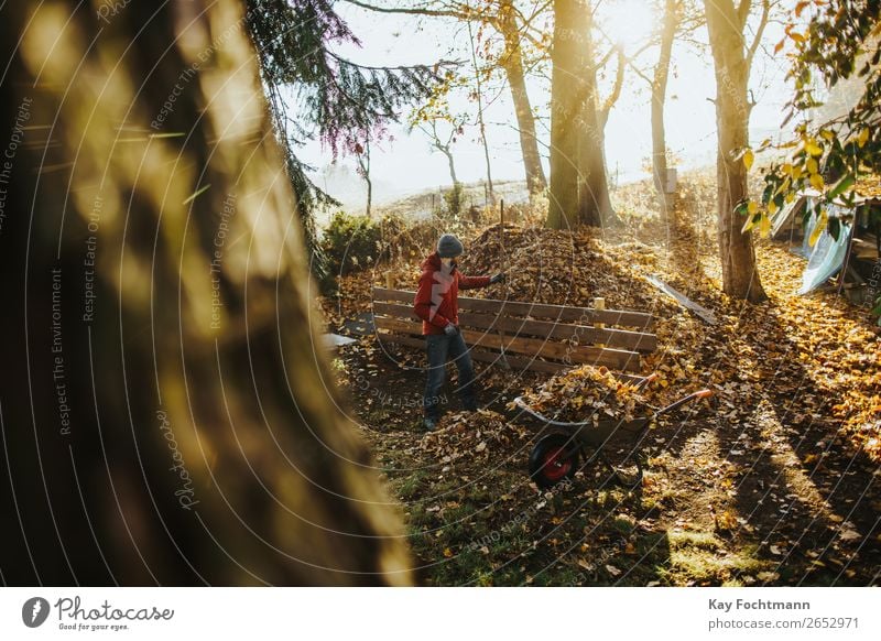 caucasian man wearing a red jacket is filling a wheelbarrow with leaves Wheelbarrow activity autumn backyard beanie botany cleaning cleanup fall fallout foliage