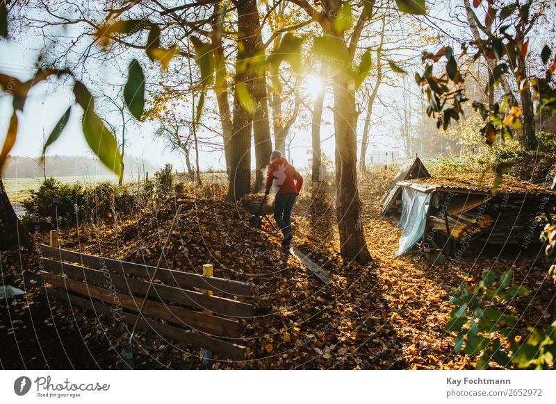 Man drives a wheelbarrow full of leaves on the compost in autumn Lifestyle Gardening Autumn Autumn leaves Autumnal Autumnal landscape Living or residing