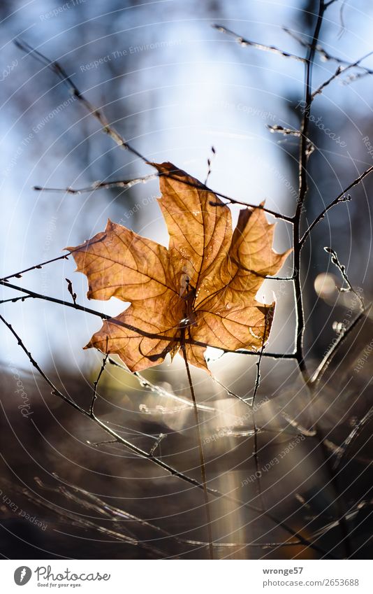 Sheet in backlight Nature Plant Autumn Winter Beautiful weather Bushes Leaf Forest Hang Old Dry Blue Brown Black Underside of a leaf Shriveled Autumn leaves