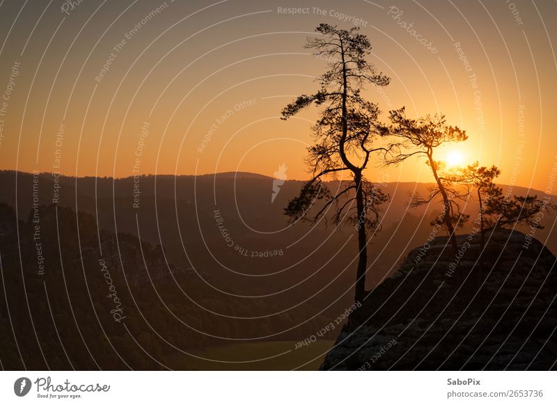 morning mood Environment Nature Landscape Sky Cloudless sky Horizon Sunrise Sunset Autumn Beautiful weather Tree Pine Hill Rock Illuminate Yellow Orange Moody