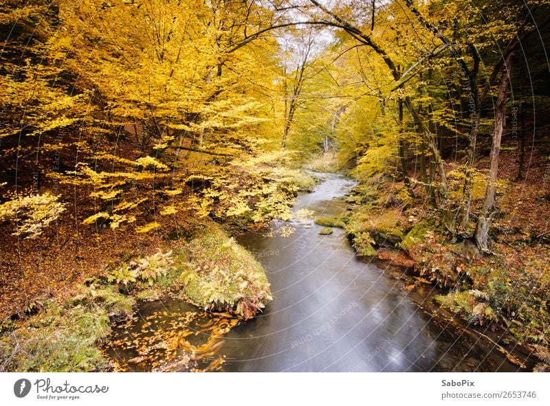 autumn creek Environment Nature Landscape Plant Water Autumn Tree River bank Brown Yellow Orange Moody Calm Colour Far-off places Autumn leaves Autumnal colours