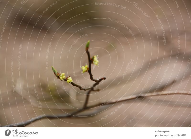 Appalachian Trail (untitled) #1 Nature Plant Bushes Leaf Bud Free Fresh Sustainability Natural New Thorny Shoot Plantlet Green Growth Twig Branch Sprout