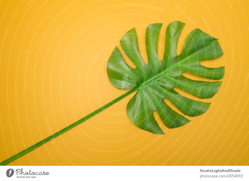 Beautiful green Monstera leaf on yellow background Design Exotic Joy Happy Summer Interior design Decoration Gardening Nature Plant Leaf Simple Fresh Bright