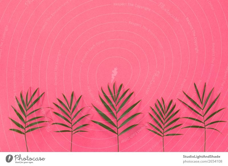 Green palm leaves on bright pink background Design Exotic Beautiful Summer Interior design Decoration Gardening Feminine Nature Plant Tree Leaf Fashion Simple