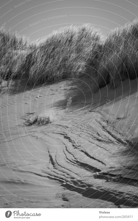 Cracks in the island Landscape Earth Sand Grass Beach North Sea Island Discover Dune Spiekeroog Marram grass Black & white photo Exterior shot