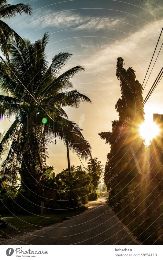 Hot air! Sweat without effort! Vacation & Travel Tourism Trip Adventure Far-off places Freedom Nature Landscape Sky Clouds Sun Tree Leaf Palm tree Virgin forest