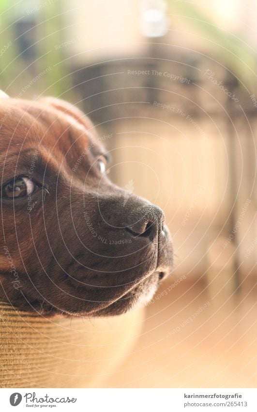 All in the nose... Pet Dog Lie Sleep Calm Contentment chill cuddly Dreamily staffordshire bull terrier Puppy Interior shot Close-up Animal portrait Looking