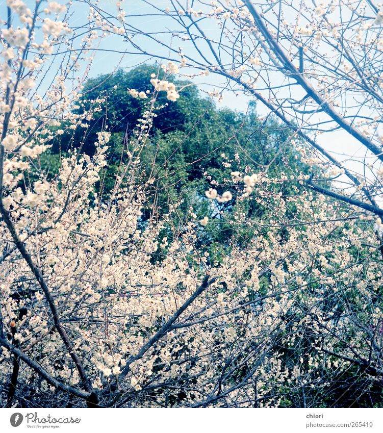 A happy spring Trip Earth Air Spring Tree Flower Rock Monument Sign Utilize Kissing Sleep Cool (slang) Happiness Green Colour photo Morning