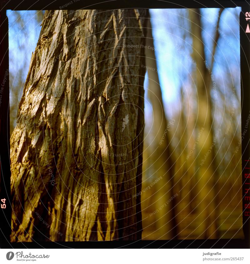 forest Environment Nature Plant Beautiful weather Tree Forest Natural Warmth Brown Tree bark Tree trunk Rough Dry Skin Colour photo Exterior shot Deserted Blur