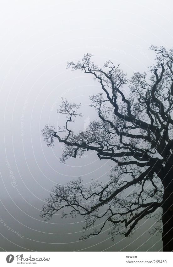 fog tree Environment Nature Landscape Bad weather Storm Fog Rain Garden Park Virgin forest Threat Dark Creepy Cold Wet Gloomy Calm Loneliness