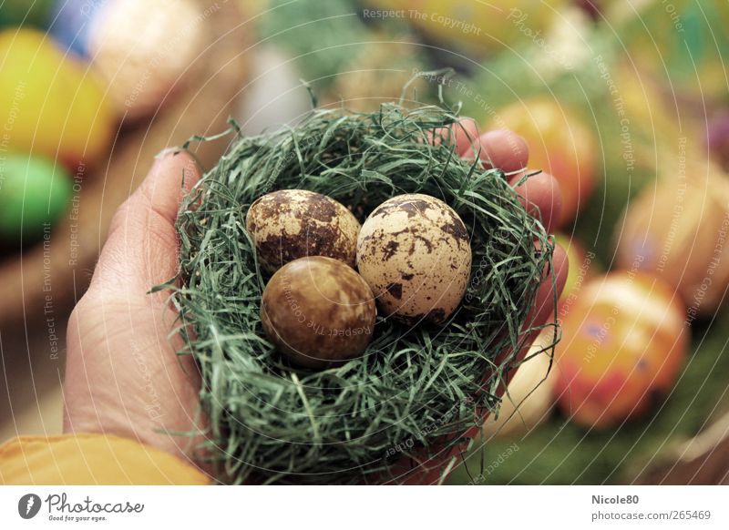 triple Eggs Nature Beginning Easter Easter egg nest Eggshell Nest 3 Quail's egg Fragile Protection Hand To hold on Colour photo Interior shot Deserted Day