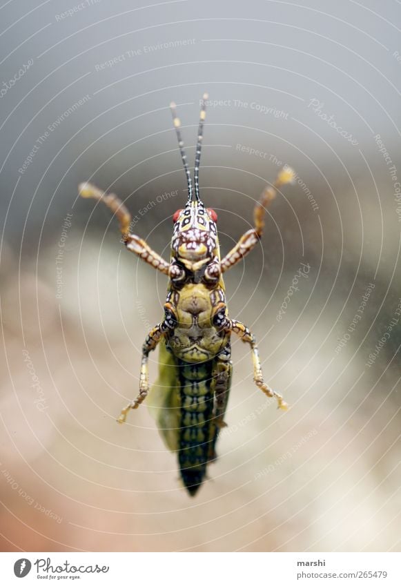 there's something stuck... Animal 1 Brown Yellow Pattern Locust Feeler Legs Disgust Stick Frontal Insect Insect repellent construction view Worm's-eye view