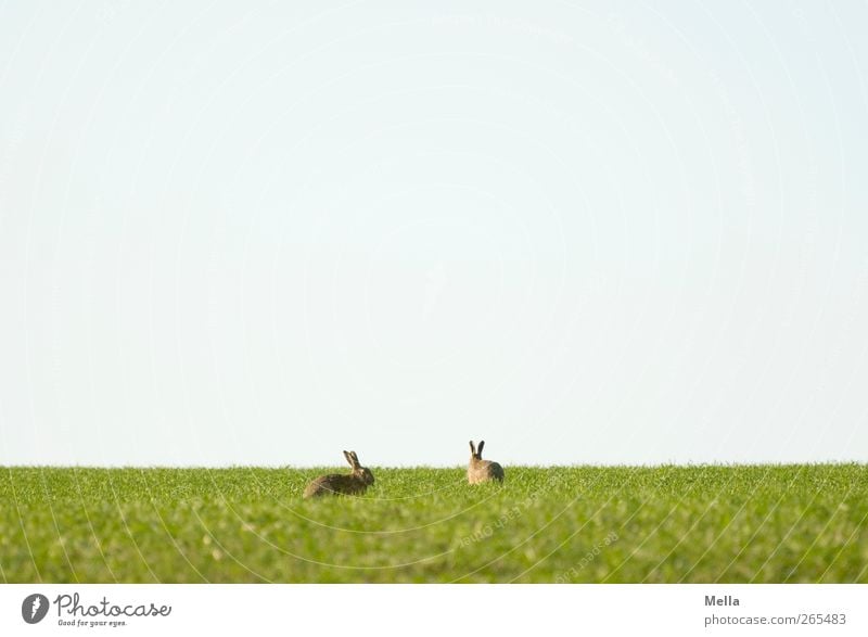 Easter approaches Easter Bunny Environment Nature Landscape Animal Spring Meadow Field Wild animal Hare & Rabbit & Bunny Hare ears 2 Pair of animals To feed