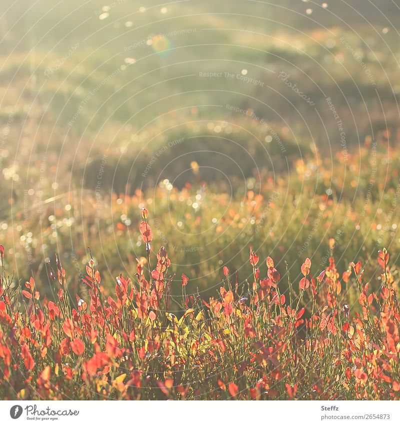 Autumn Vibes Blueberry leaves Blueberry bushes blueberries Autumn plants Sauerland Bushes autumn light Heathland Meadow lovely autumn light Flare Warm light