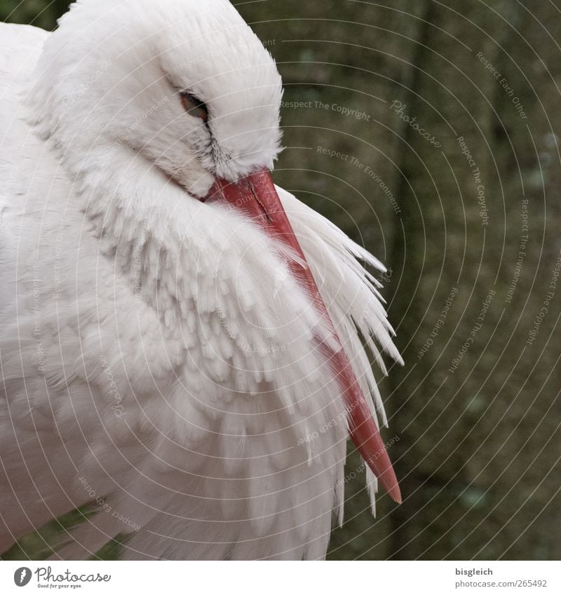 stork Animal Bird Animal face Stork Beak Eyes Feather 1 Green Red White Colour photo Subdued colour Exterior shot Deserted Copy Space right Day