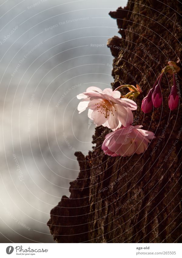 even old wood creates spring fever Nature Plant Spring Beautiful weather Tree Almond tree Observe Authentic Brown Yellow Green Pink White Contentment