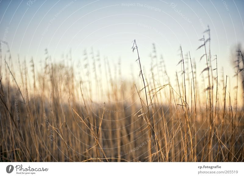 Sunday Nature Plant Cloudless sky Sunrise Sunset Sunlight Autumn Winter Beautiful weather Grass Garden Park Meadow Field Idyll Exterior shot Dawn Twilight