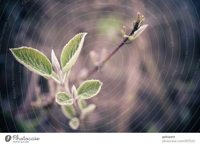 growth Environment Nature Spring Plant Bushes Leaf Blossom Blossoming Growth Wild Brown Green Joie de vivre (Vitality) Spring fever Power Change Subdued colour