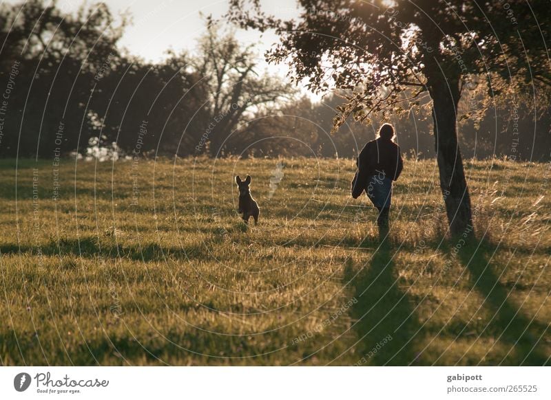 evening light 2 Environment Nature Landscape Plant Sun Sunlight Autumn Beautiful weather Tree Grass Bushes Agricultural crop Meadow Field Hill Fragrance Green