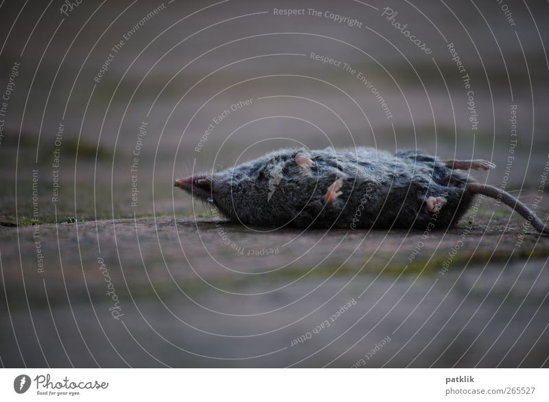 hangover breakfast Animal Thin Gloomy Gray Death Mouse shrew Cat food Feet Lateral position Transience Tails Lie Colour photo Exterior shot Day Silhouette